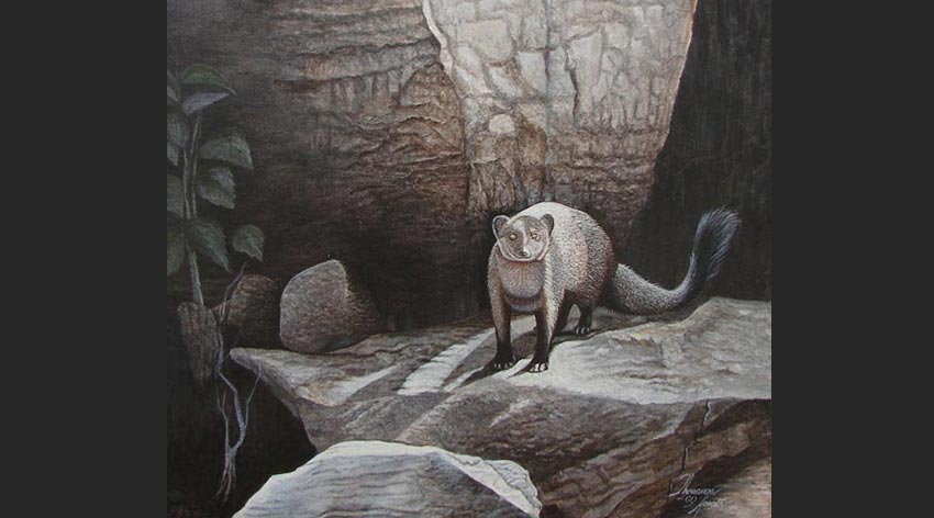 Ruddy Mongoose- Tharanga Herath